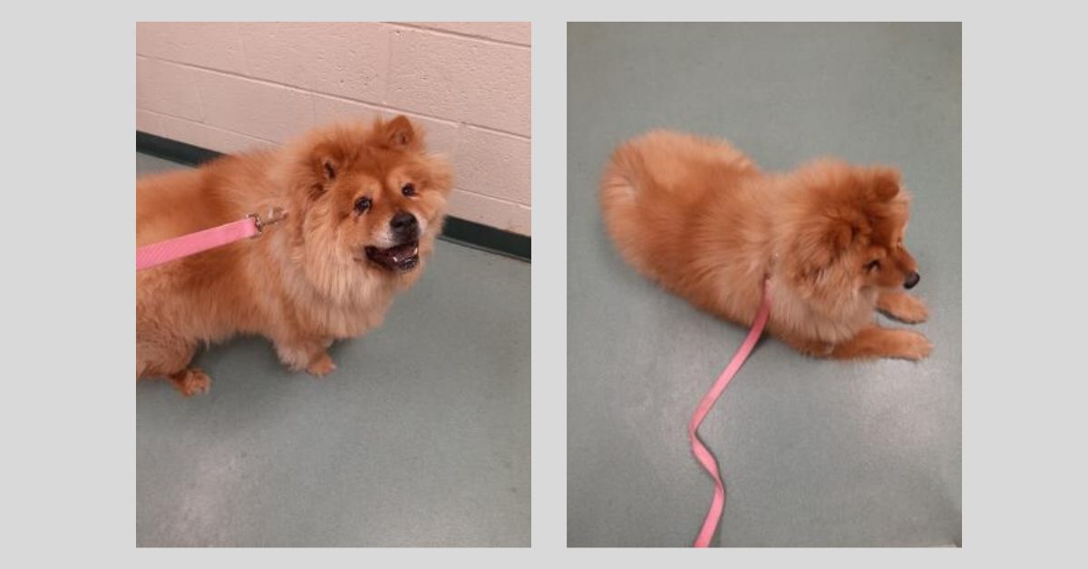 SPCA_POTW_PrincessLeicollage_2020.jpg